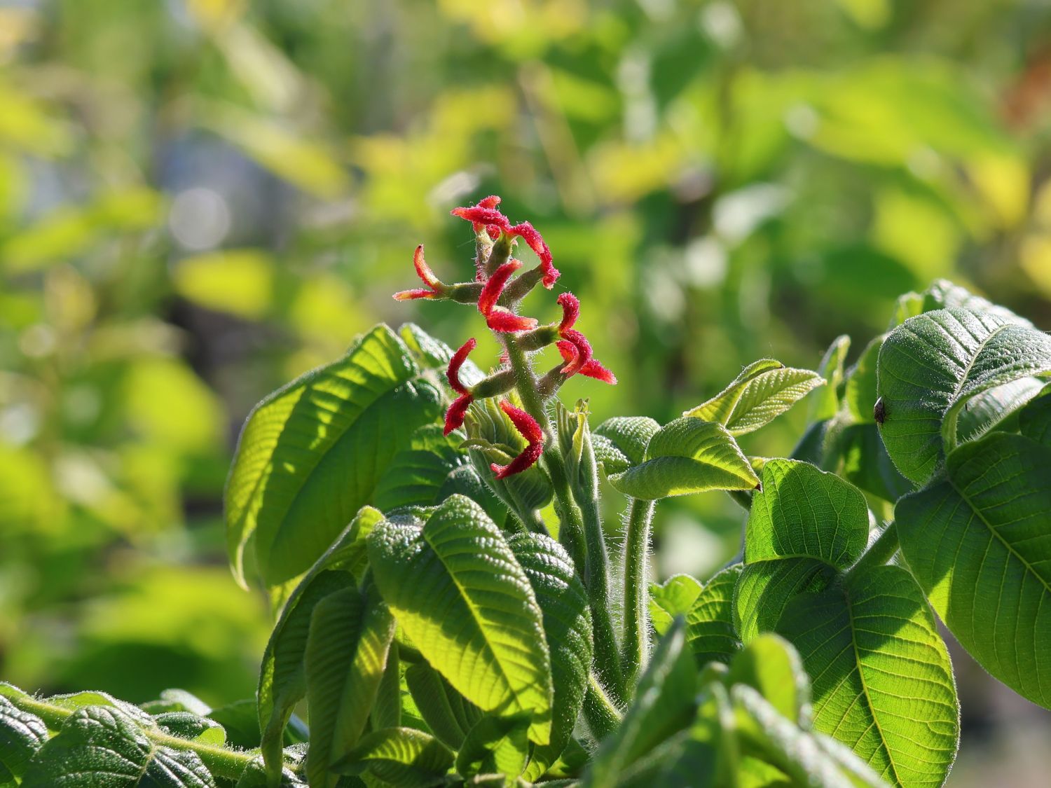 Butternuss 'Beckwith' - Juglans cinerea 'Beckwith'