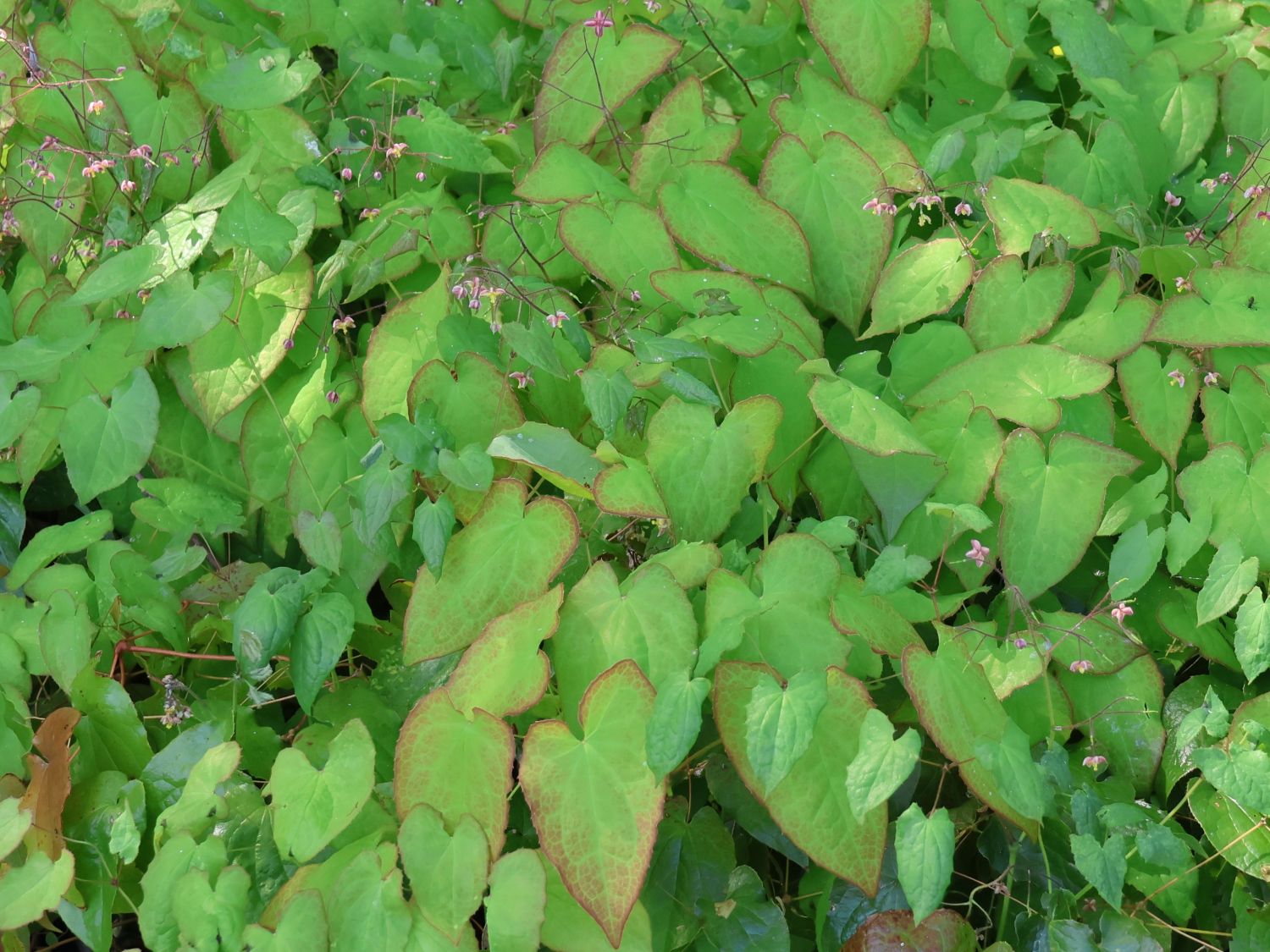 Cambridge-Bastard-Elfenblume