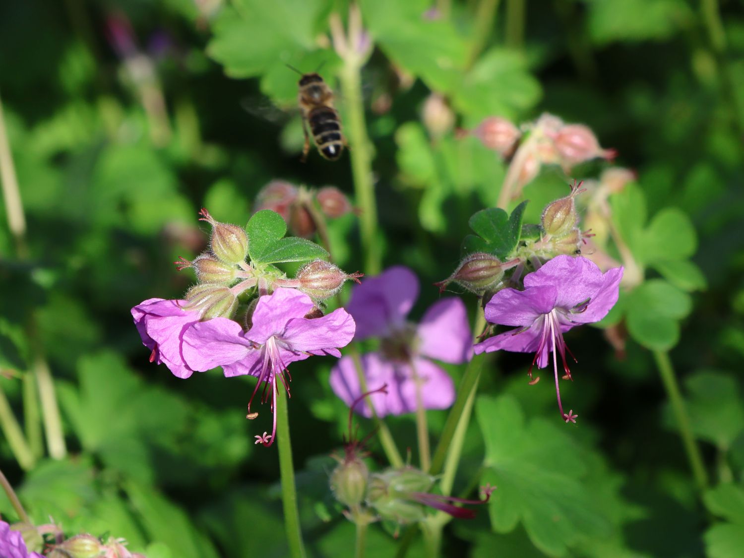 Cambridge-Bastard-Storchschnabel 'Berggarten'