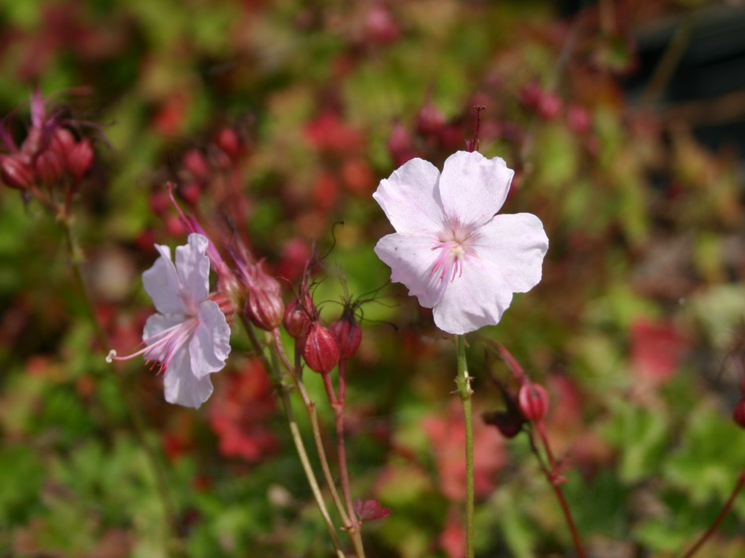 Cambridge-Bastard-Storchschnabel 'Lohfelden'