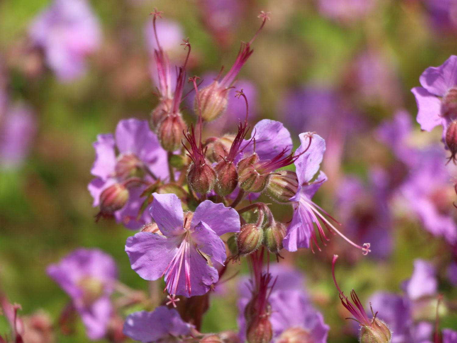 Cambridge-Storchschnabel 'Cambridge'