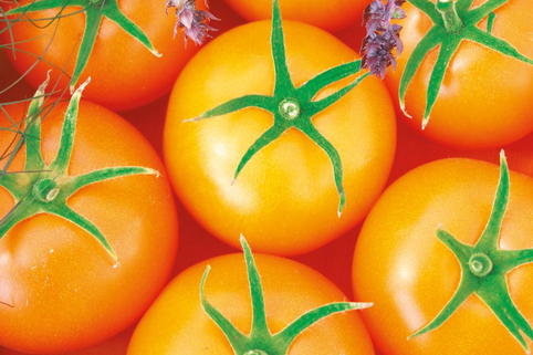 Carotin-Tomate 'Bolzano' - Solanum lycopersicum 'Bolzano'