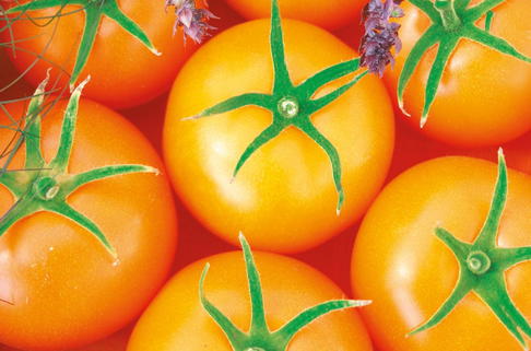 Carotin-Tomate 'Bolzano' - Solanum lycopersicum 'Bolzano'