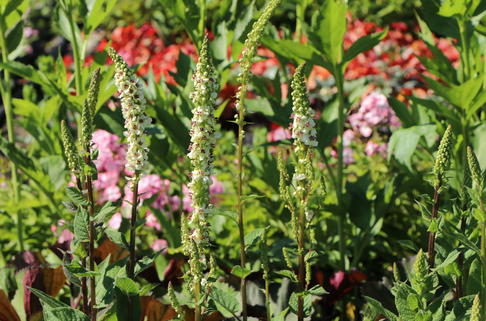 Chaixs Königskerze 'Album' - Verbascum chaixii 'Album'