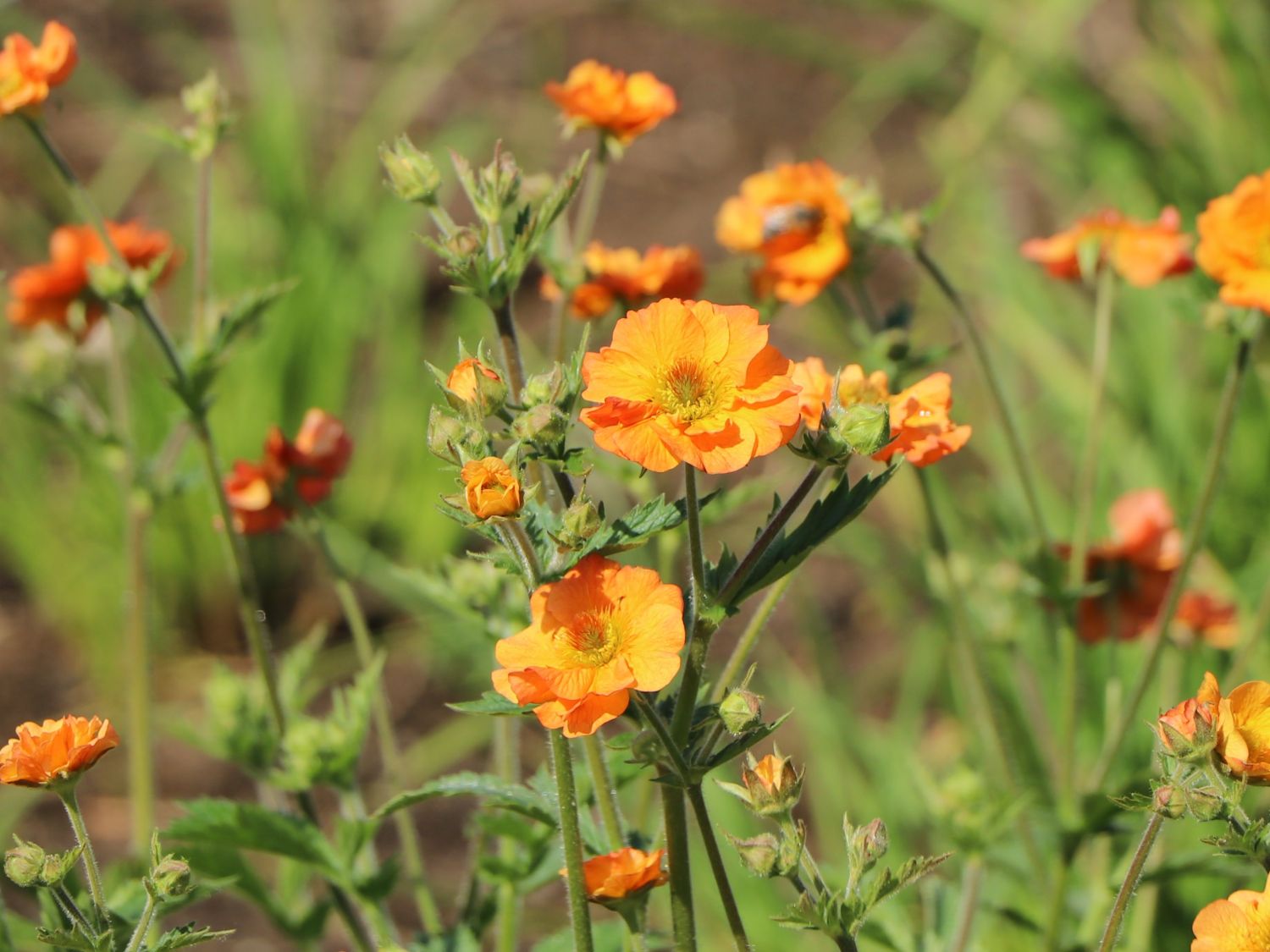 Chilenische Nelkenwurz 'Fire Storm'