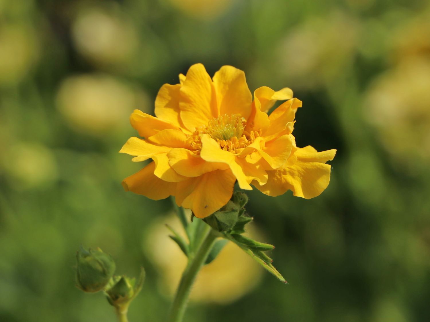 Chilenische Nelkenwurz 'Lady Stratheden'