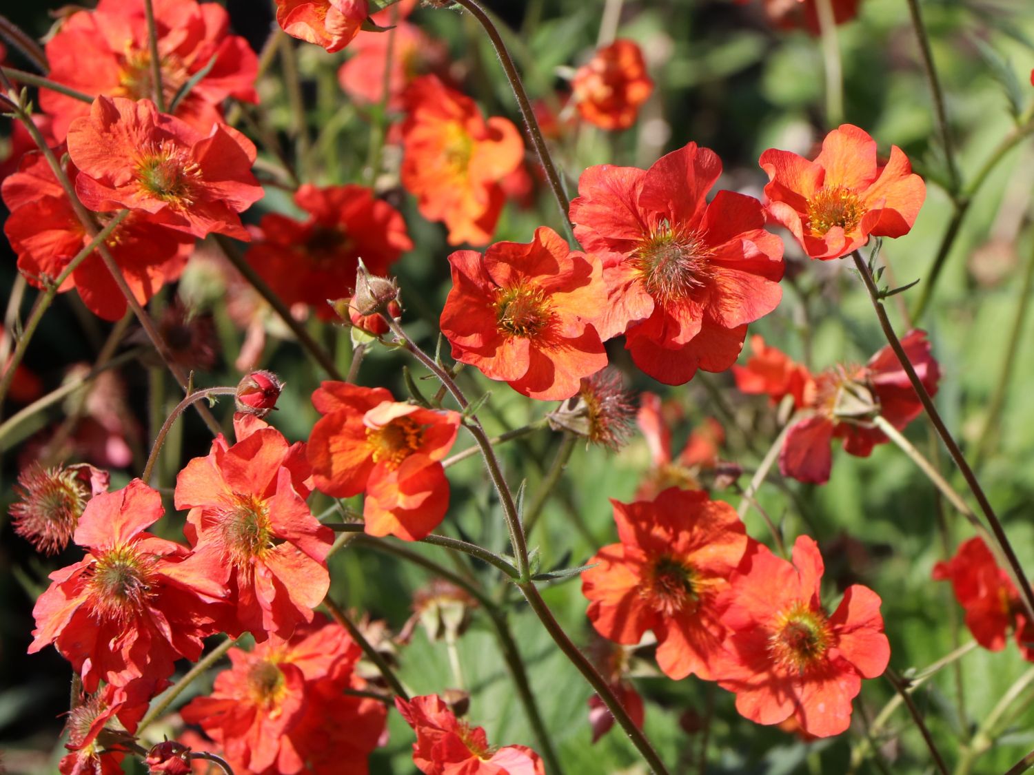 Chilenische Nelkenwurz 'Tempest Scarlet'