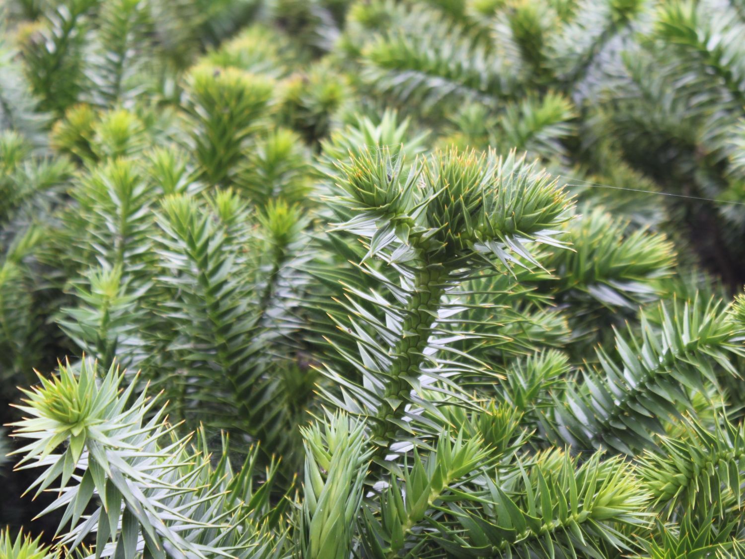 Araukarien (Araucaria)