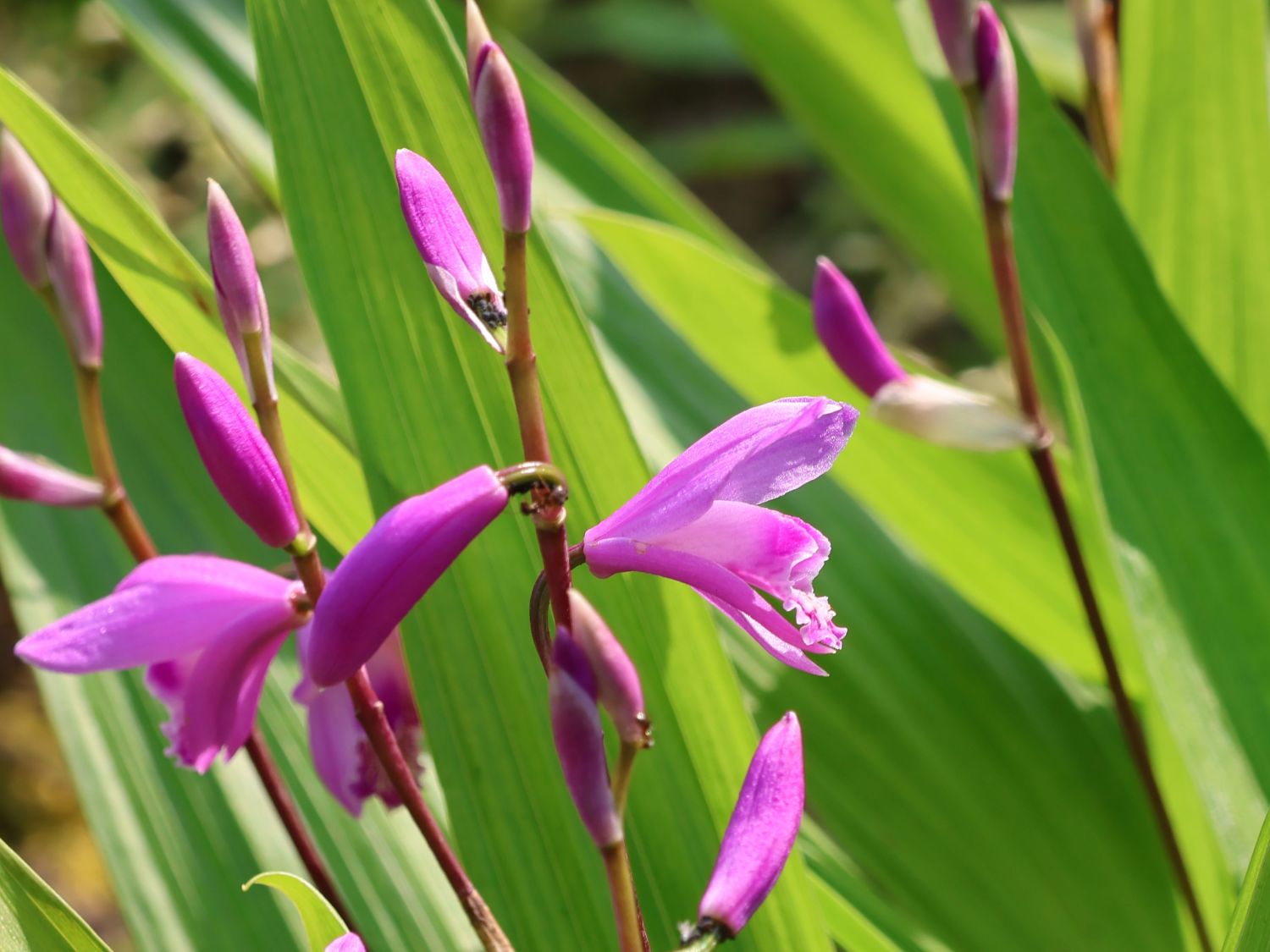 Bletilla (Bletilla)