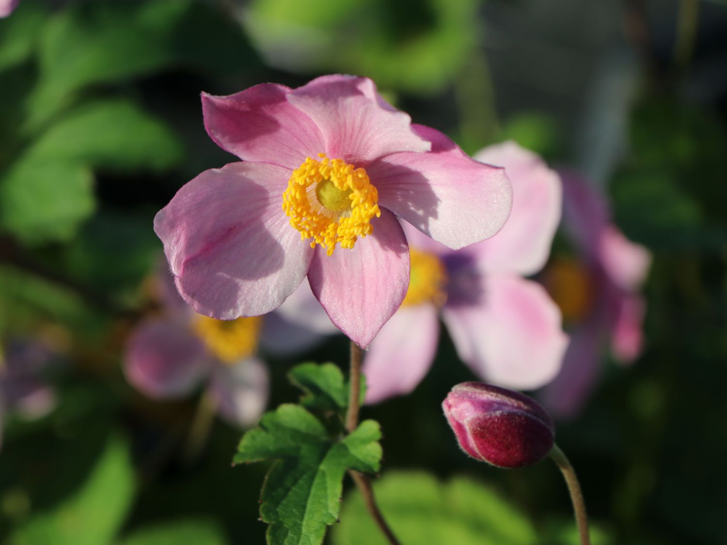 China-Herbst-Anemone 'Praecox'