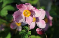 China-Herbst-Anemone 'Praecox'
