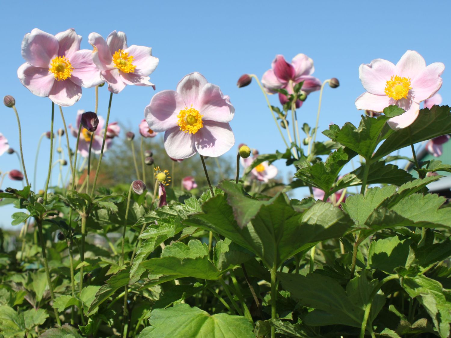 China-Herbst-Anemone 'September Charme'