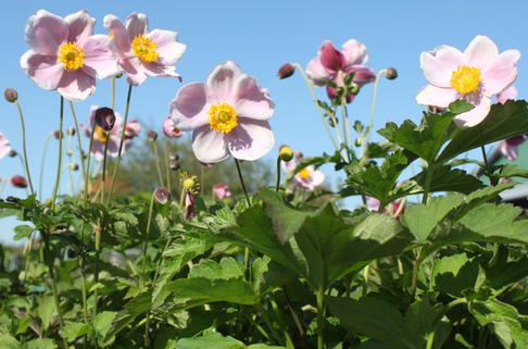 China-Herbst-Anemone 'September Charme' - Anemone hupehensis 'September Charme'