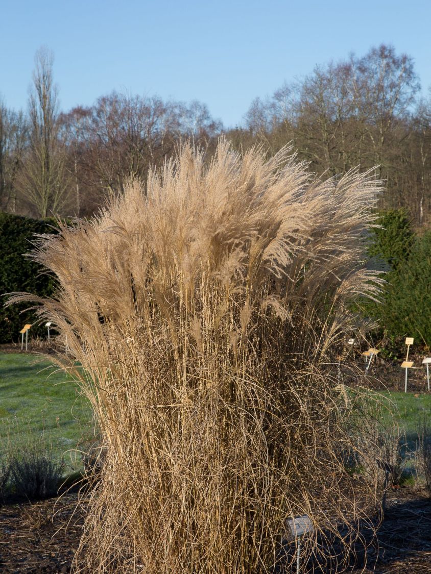 Chinaschilf 'Aperitif' - Miscanthus sinensis 'Aperitif'