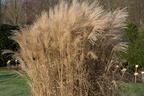 Chinaschilf 'Aperitif' - Miscanthus sinensis 'Aperitif'