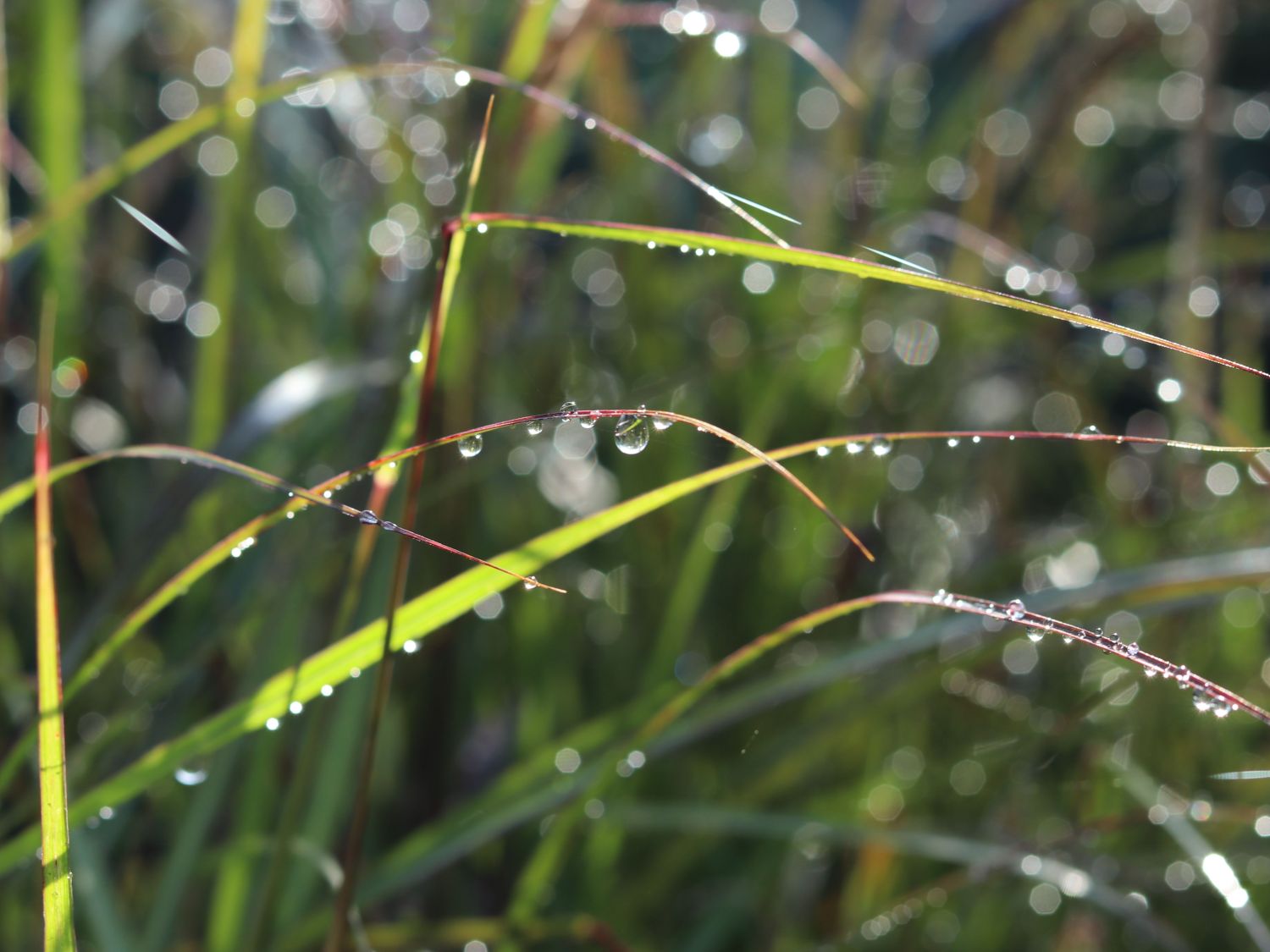 Chinaschilf 'Aperitif' - Miscanthus sinensis 'Aperitif'