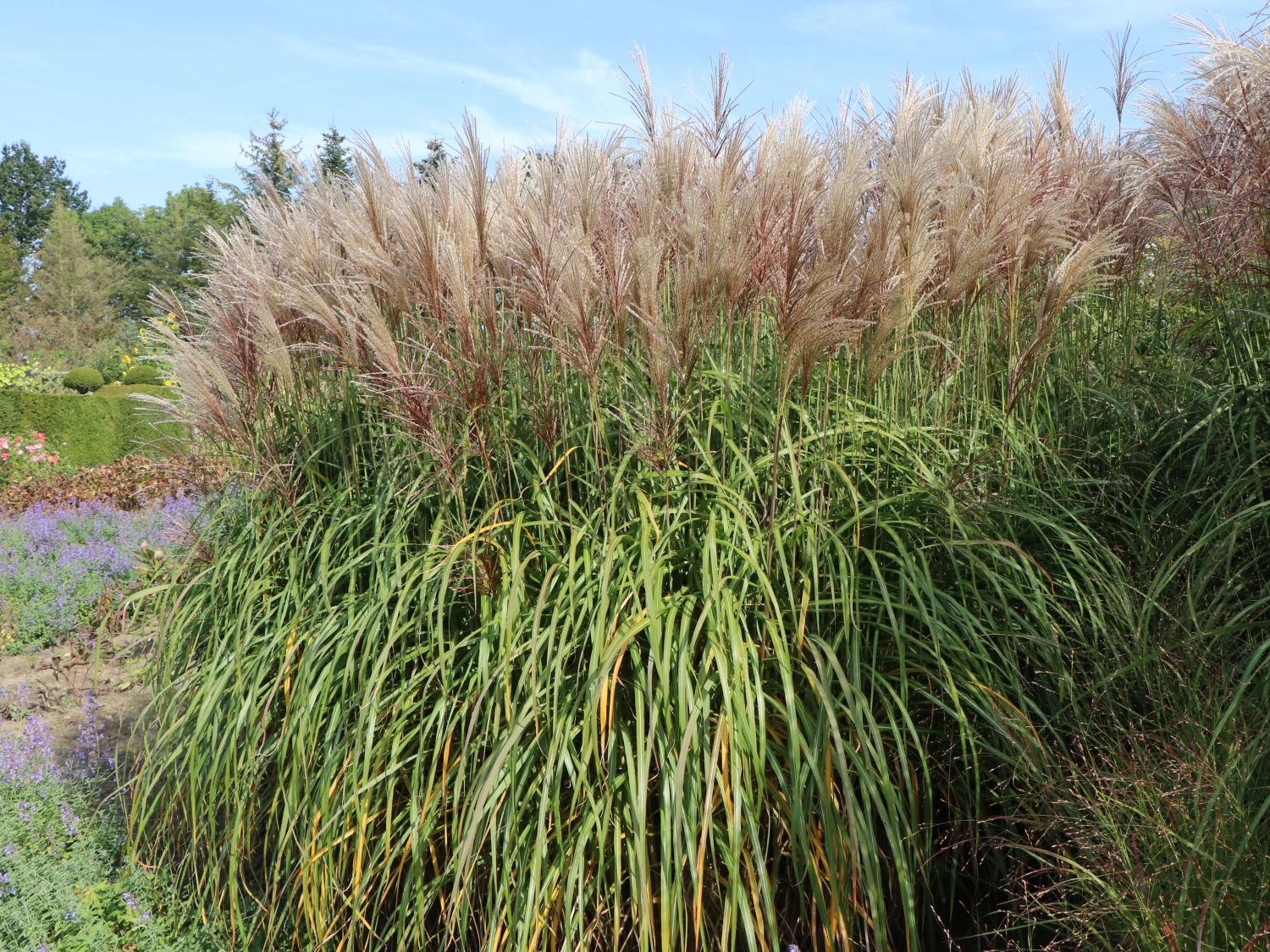 Chinaschilf 'Aperitif' - Miscanthus sinensis 'Aperitif'