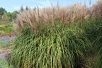 Chinaschilf 'Aperitif' - Miscanthus sinensis 'Aperitif'