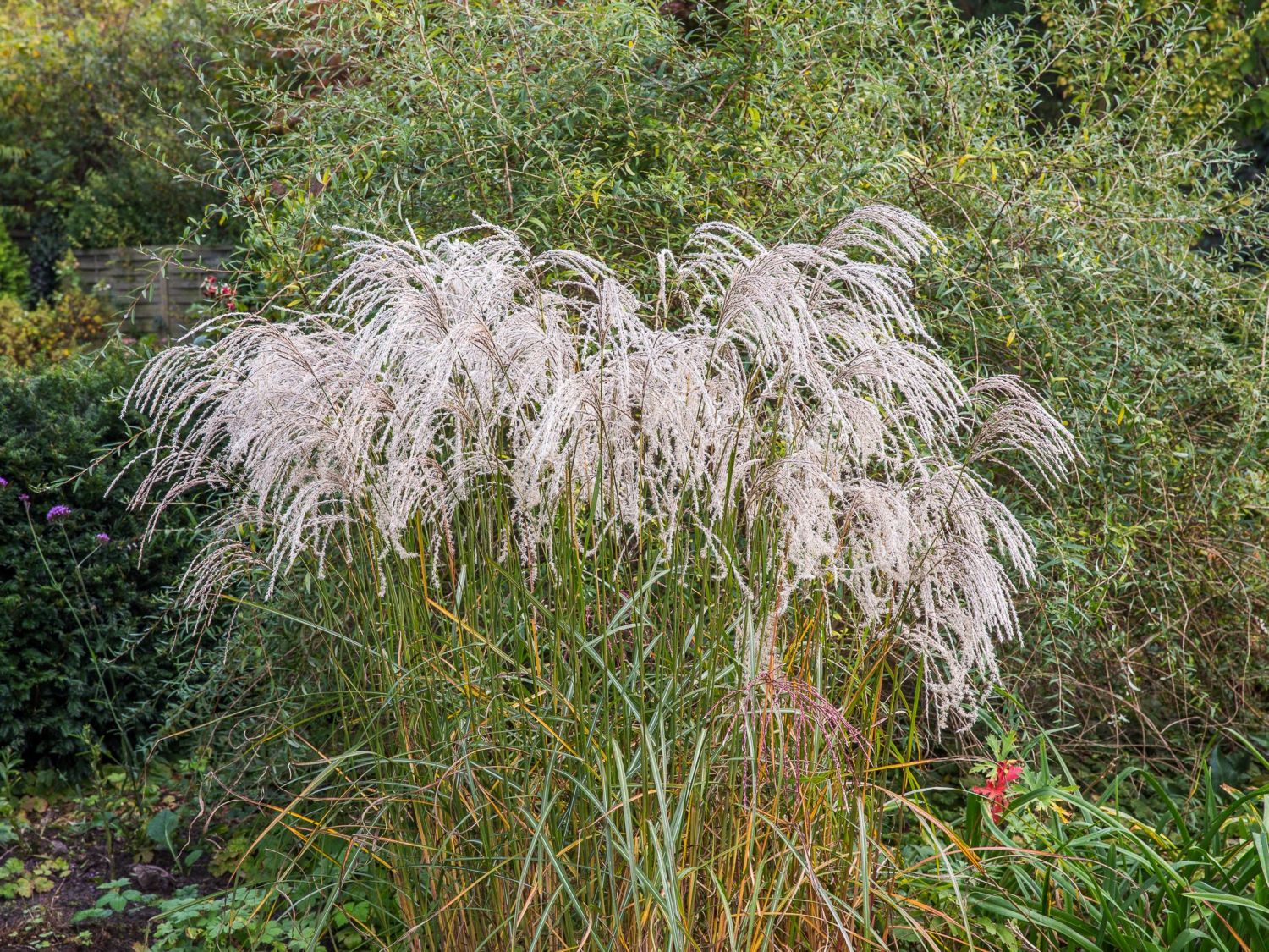 Süßgräser (Poaceae)