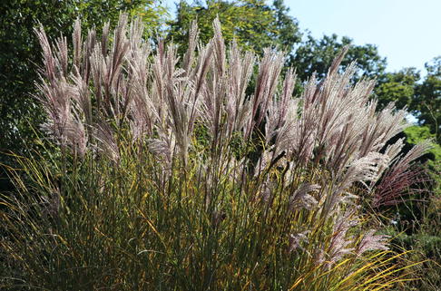 Chinaschilf 'Digestif' - Miscanthus sinensis 'Digestif'