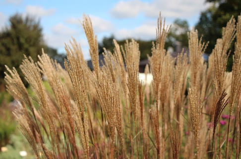 Chinaschilf 'Dronning Ingrid' - Miscanthus sinensis 'Dronning Ingrid'