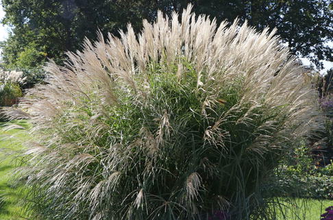 Chinaschilf 'Federweißer' - Miscanthus sinensis 'Federweißer'