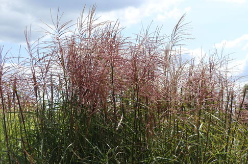 Chinaschilf 'Ferner Osten' - Miscanthus sinensis 'Ferner Osten'