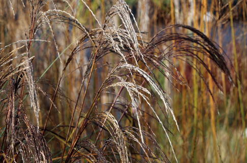 Chinaschilf 'Kleine Silberspinne' - Miscanthus sinensis 'Kleine Silberspinne'