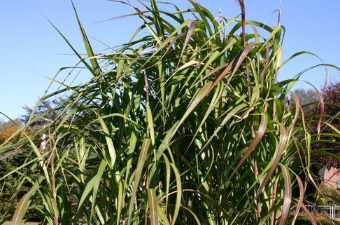 Chinaschilf - Miscanthus sinensis
