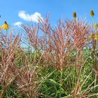 Chinaschilf 'Malepartus' - Miscanthus sinensis 'Malepartus'