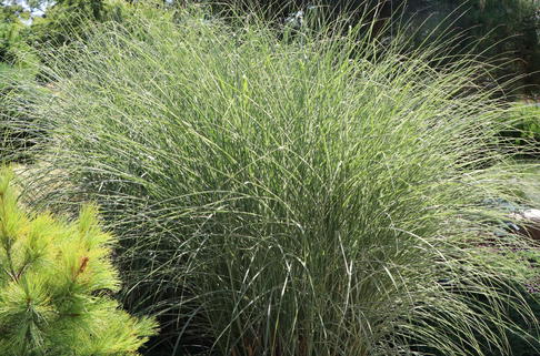 Chinaschilf 'Morning Light' - Miscanthus sinensis 'Morning Light'