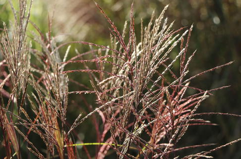 Chinaschilf 'Nippon' - Miscanthus sinensis 'Nippon'
