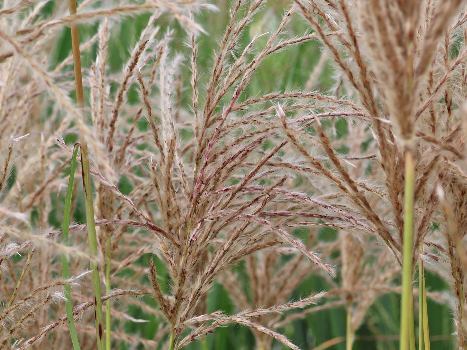 Chinaschilf 'Pink Cloud'