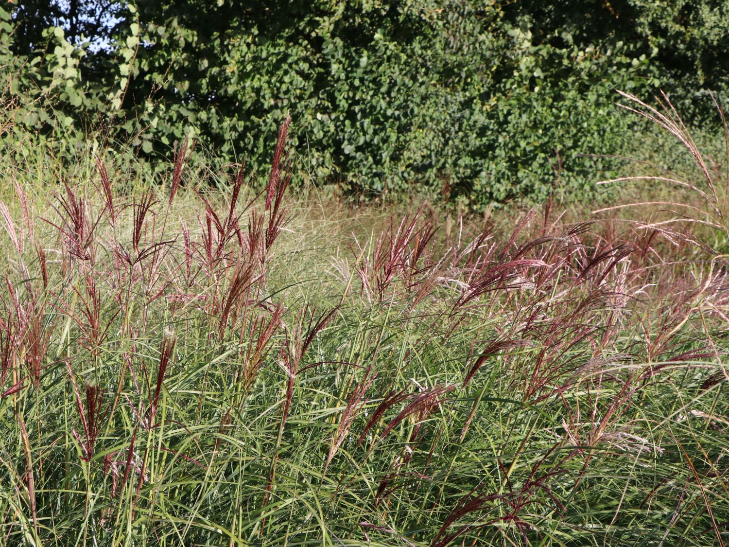 Chinaschilf 'Red Chief' - Miscanthus sinensis 'Red Chief'