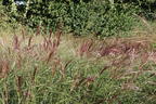 Chinaschilf 'Red Chief' - Miscanthus sinensis 'Red Chief'
