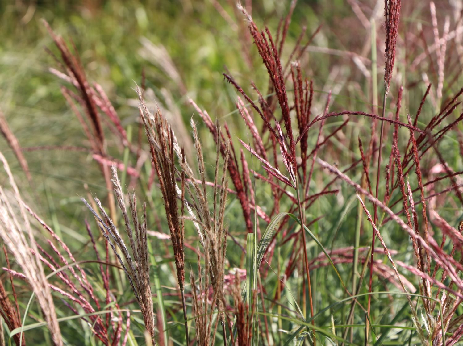 Chinaschilf 'Red Chief' - Miscanthus sinensis 'Red Chief'