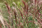 Chinaschilf 'Red Chief' - Miscanthus sinensis 'Red Chief'
