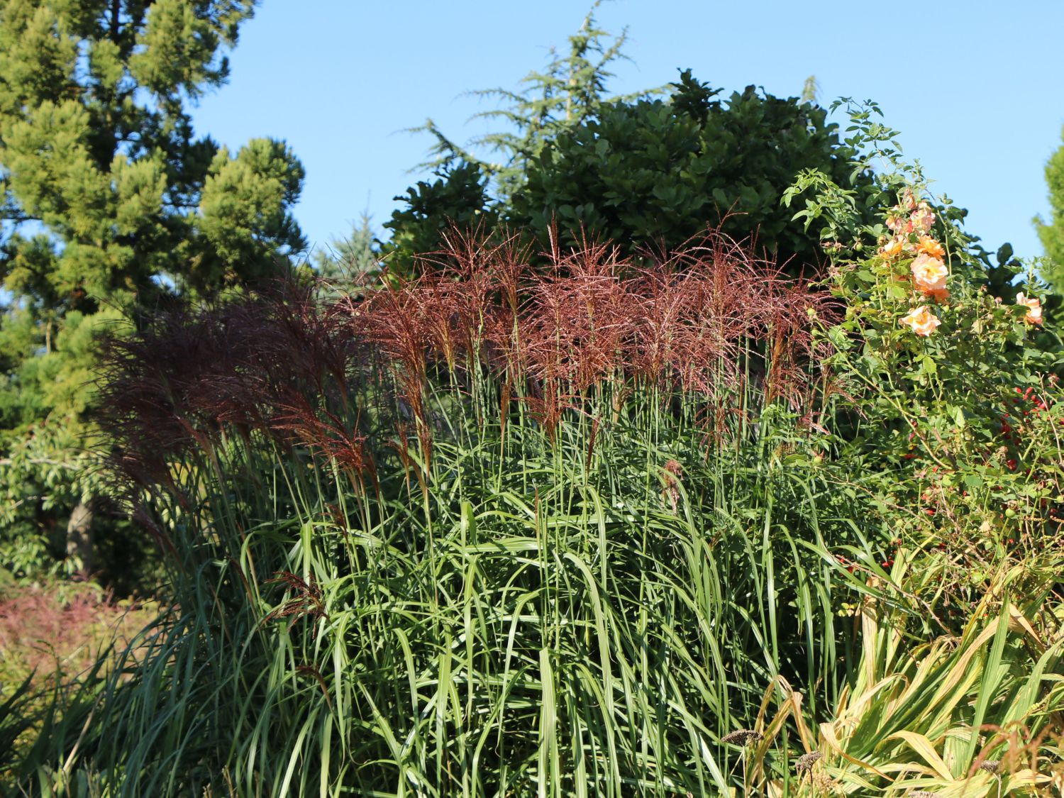 Chinaschilf 'Red Chief' - Miscanthus sinensis 'Red Chief'