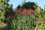 Chinaschilf 'Red Chief' - Miscanthus sinensis 'Red Chief'