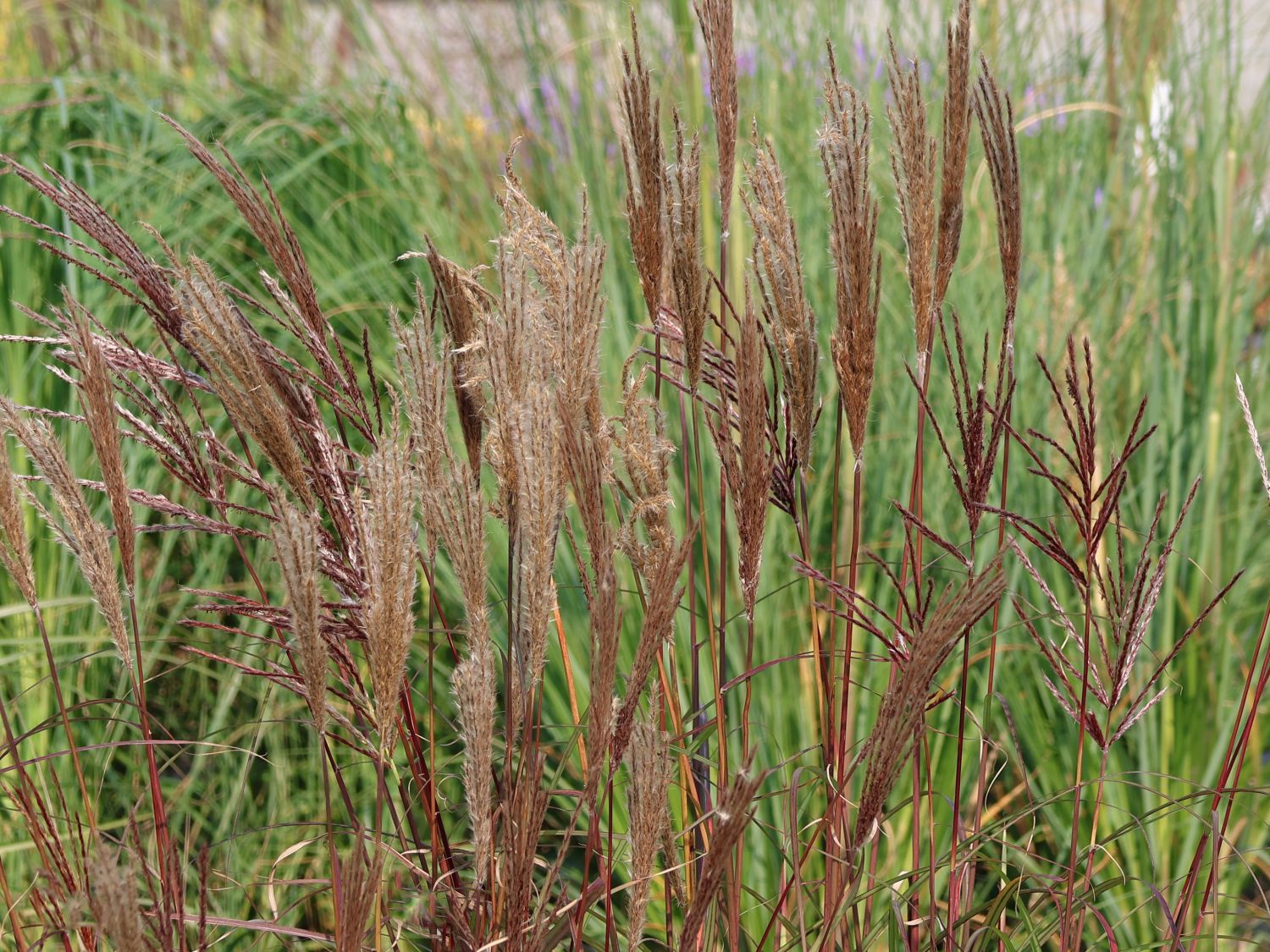Chinaschilf 'Red Chief' - Miscanthus sinensis 'Red Chief'