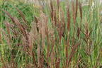 Chinaschilf 'Red Chief' - Miscanthus sinensis 'Red Chief'