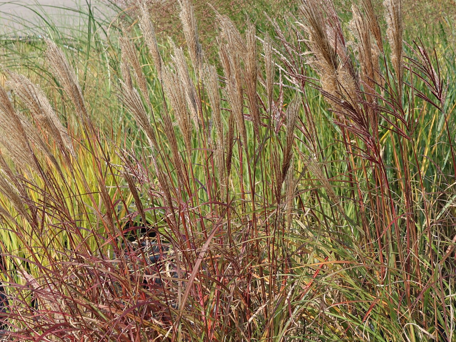 Chinaschilf 'Red Chief' - Miscanthus sinensis 'Red Chief'