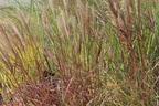 Chinaschilf 'Red Chief' - Miscanthus sinensis 'Red Chief'