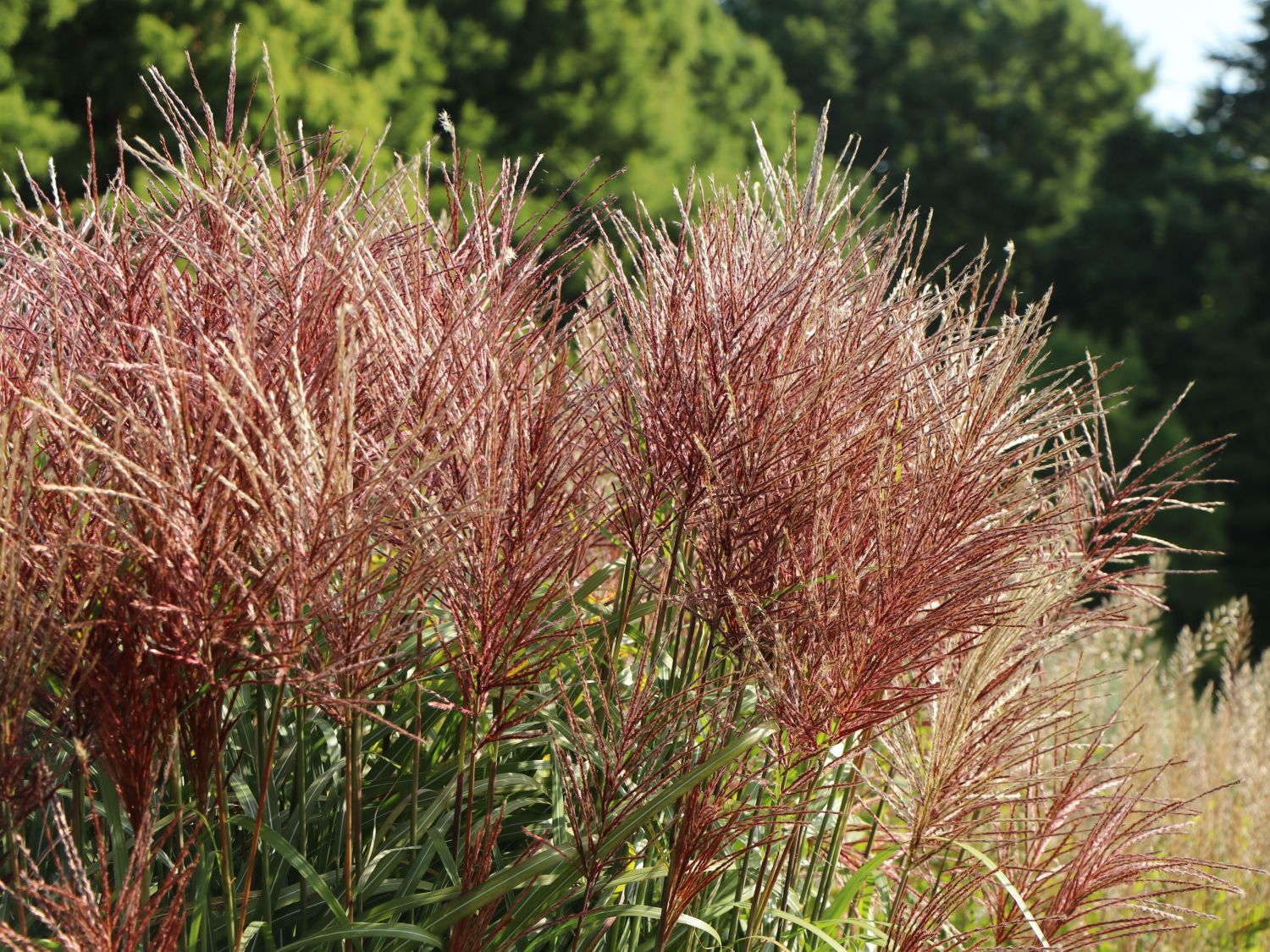 Chinaschilf 'Rotsilber' - Miscanthus sinensis 'Rotsilber'