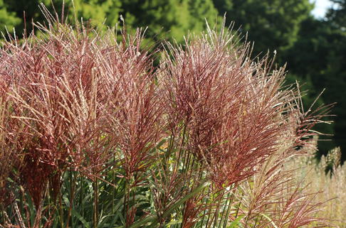 Chinaschilf 'Rotsilber' - Miscanthus sinensis 'Rotsilber'