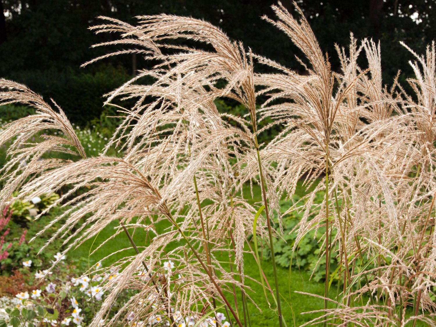 Miscanthus (Miscanthus)