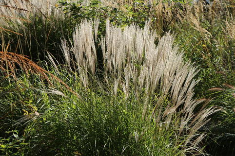 Chinaschilf 'Yaka Dance' - Miscanthus sinensis 'Yaka Dance'