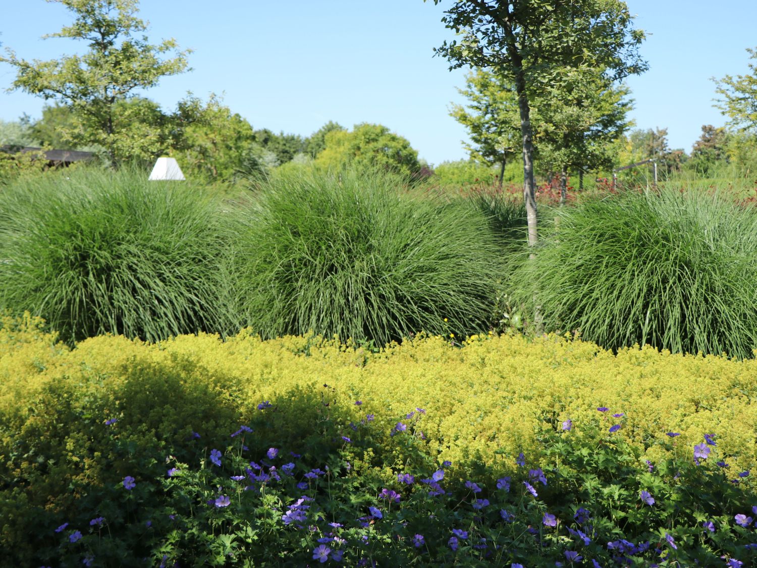 Chinaschilf 'Yaku Jima'