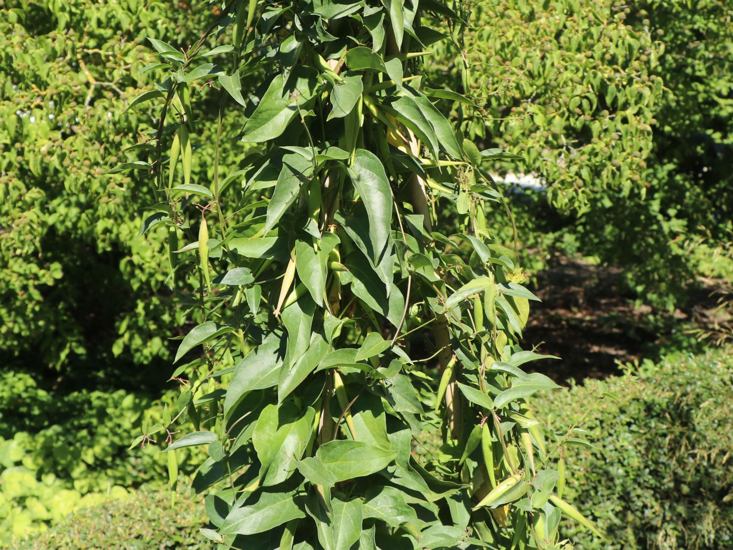 Baumschlingen (Periploca)