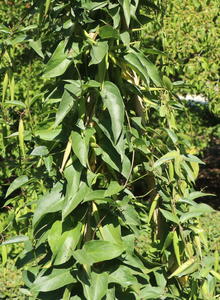 Baumschlingen (Periploca)